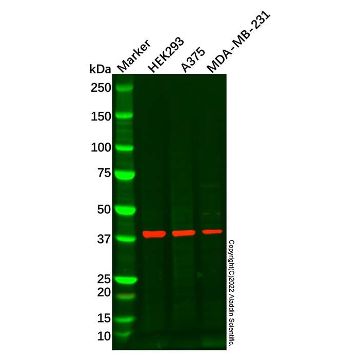 RBM4 Antibody