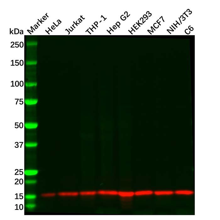 Recombinant RBX1 Antibody