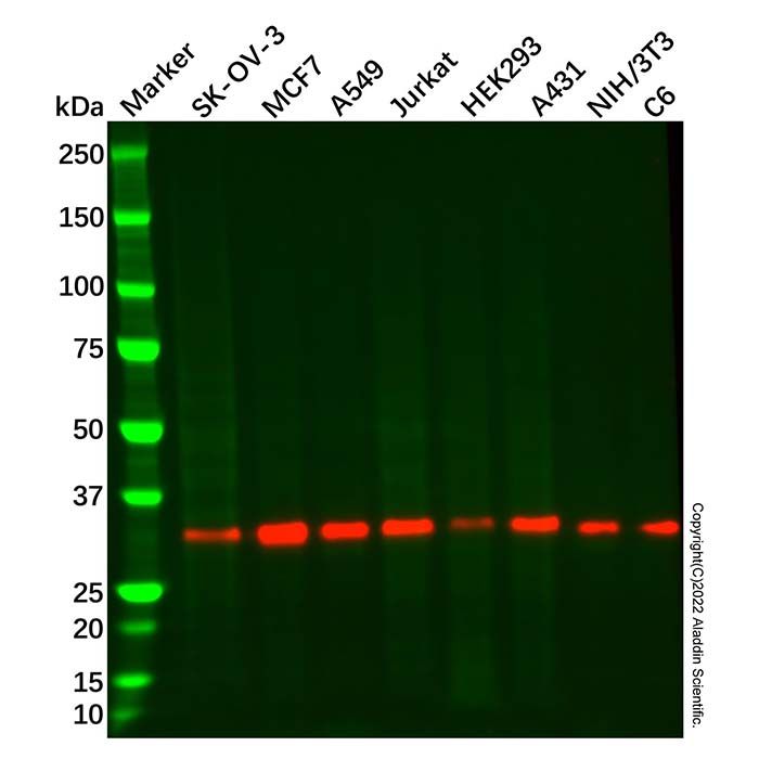 RCAS1 Mouse mAb
