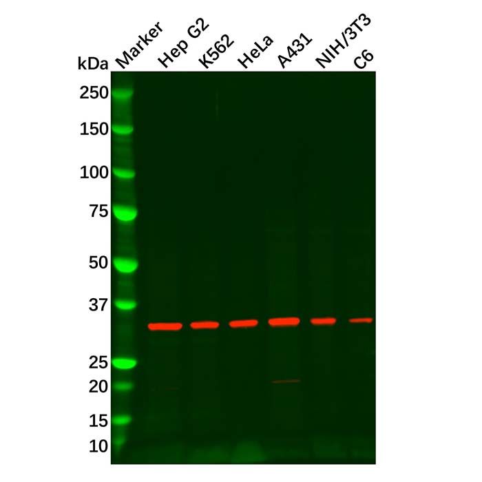 Recombinant REA Antibody