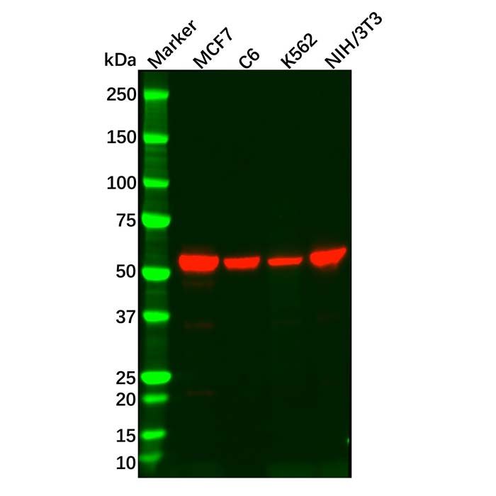 Recombinant RXRA Antibody
