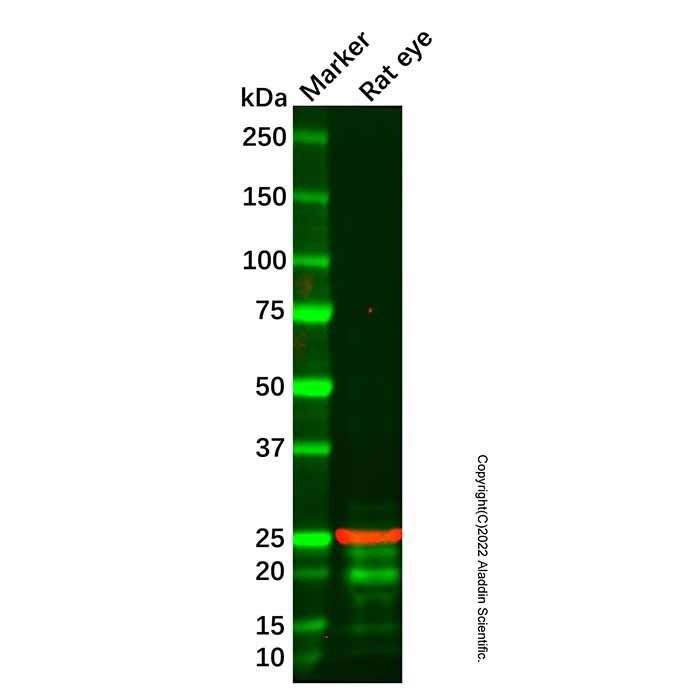 RGS16 Antibody