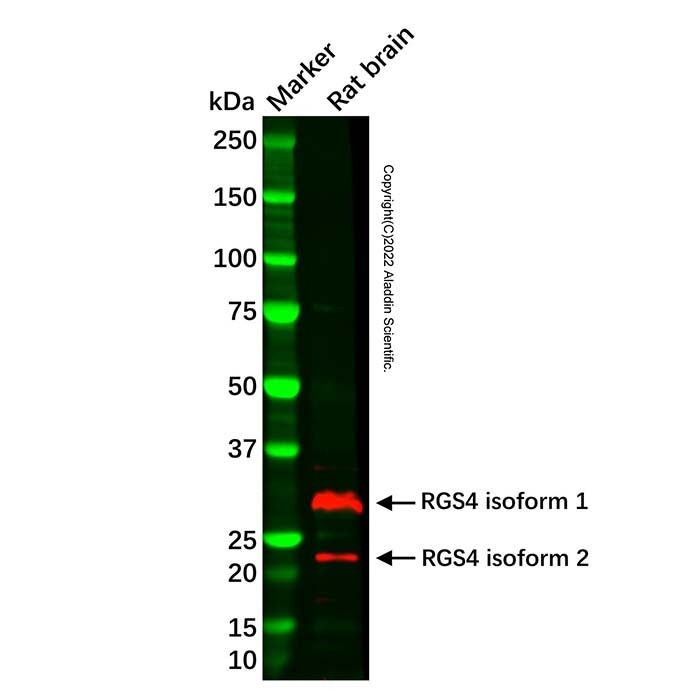 RGS4 Antibody