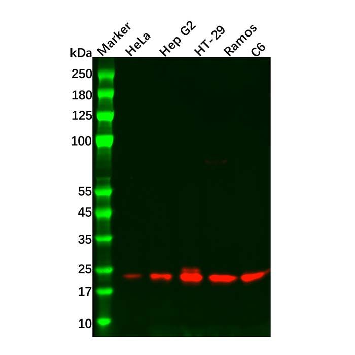 Recombinant RHEB Antibody