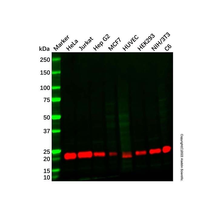 Recombinant RhoA Antibody