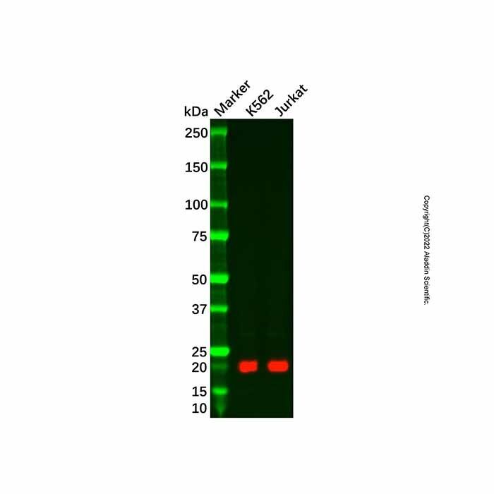 RHOG Antibody