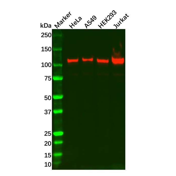 Recombinant RIG-I/DDX58 Antibody