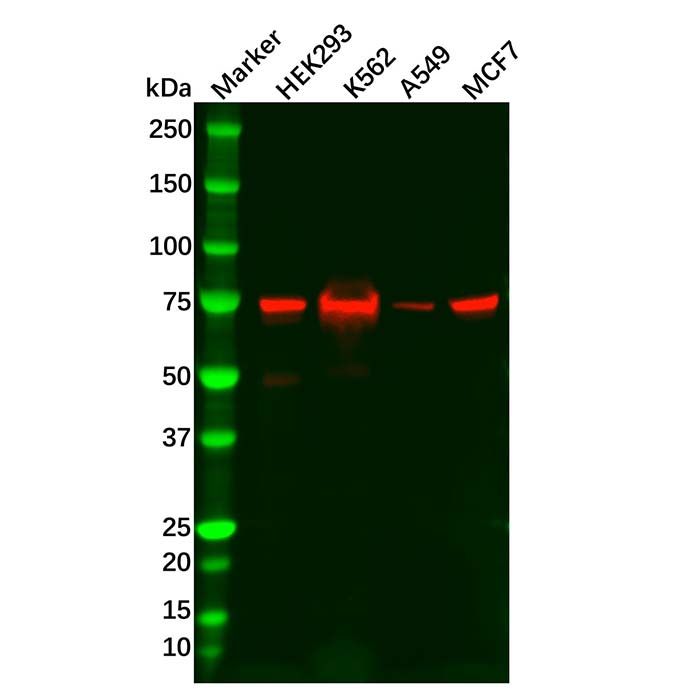 Recombinant RIP Antibody