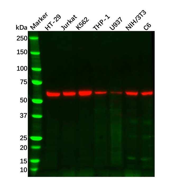 RIP3 Mouse mAb