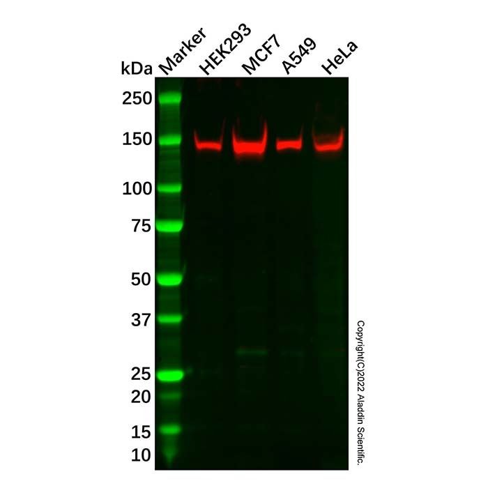 Recombinant RNA Helicase A Antibody