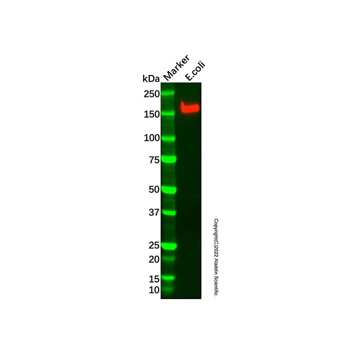 Recombinant RNA polymerase beta Antibody
