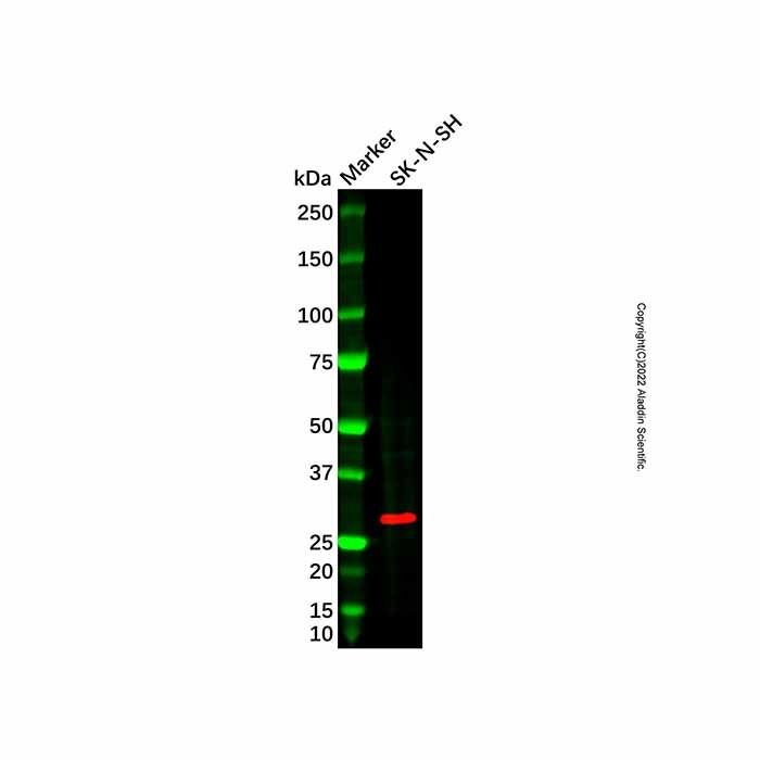 RND3 Antibody