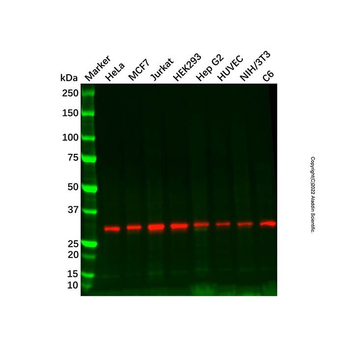 Recombinant RPA32/RPA2 Antibody