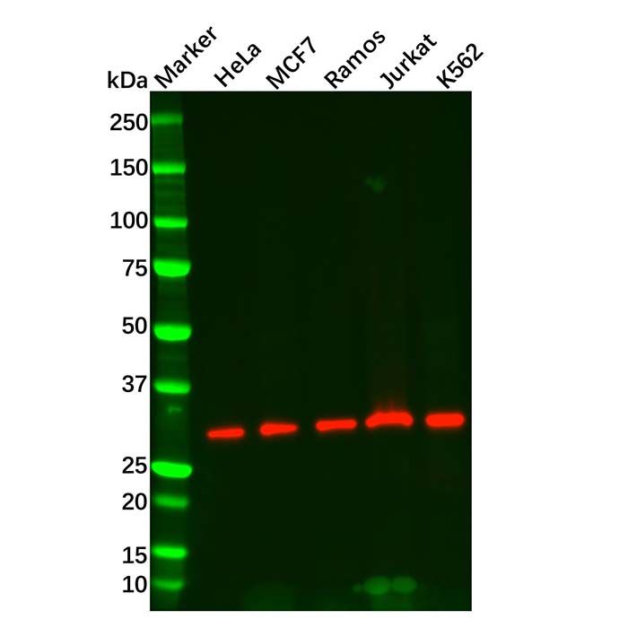 RPA32/RPA2 Mouse mAb