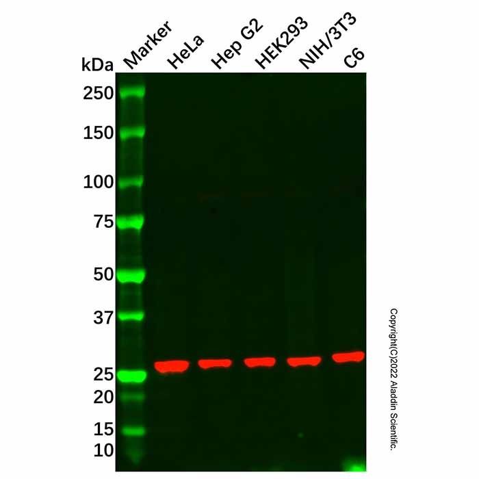 RPL10A Antibody