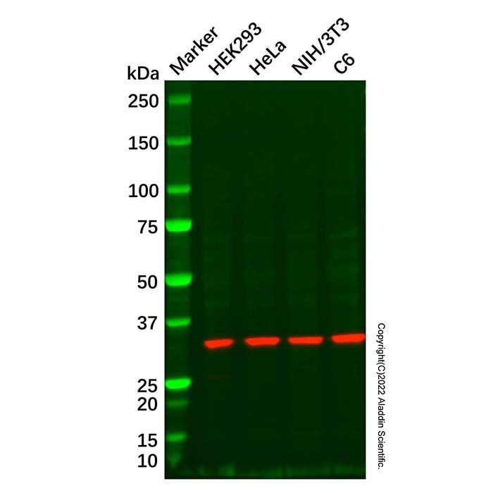 RPS2 Antibody
