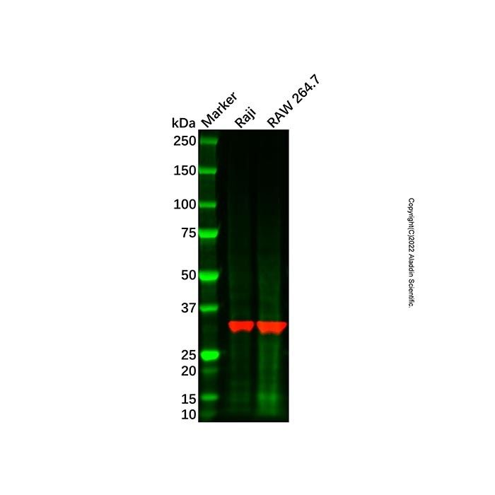 Recombinant RPS6 Antibody