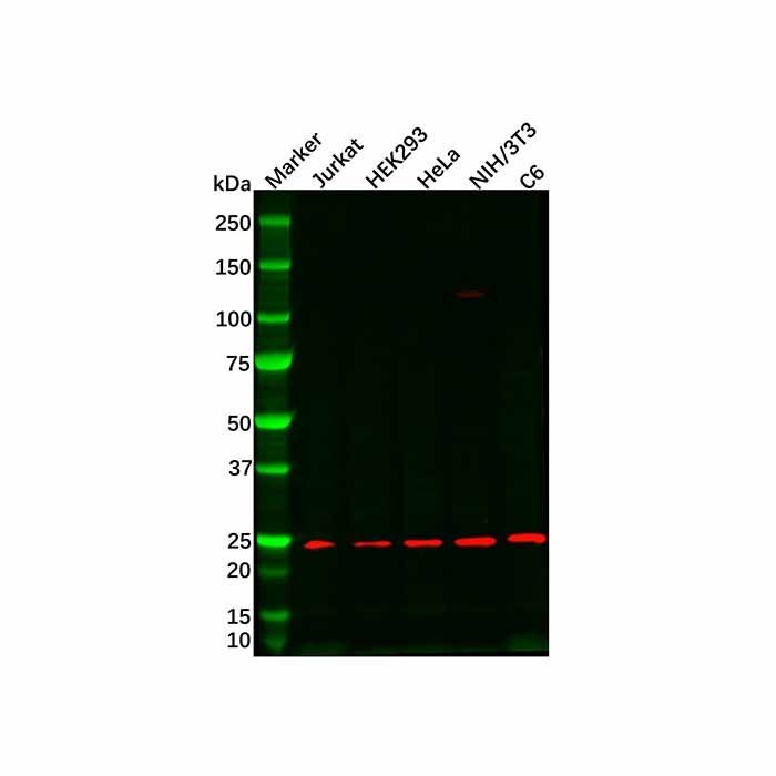 RPS9 Antibody