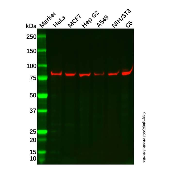Recombinant rSec6 Antibody