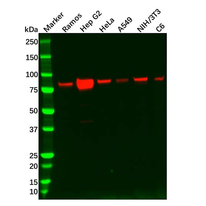 Recombinant RSK2 Antibody