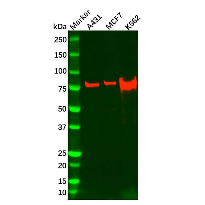 Recombinant RSK1 p90 Antibody