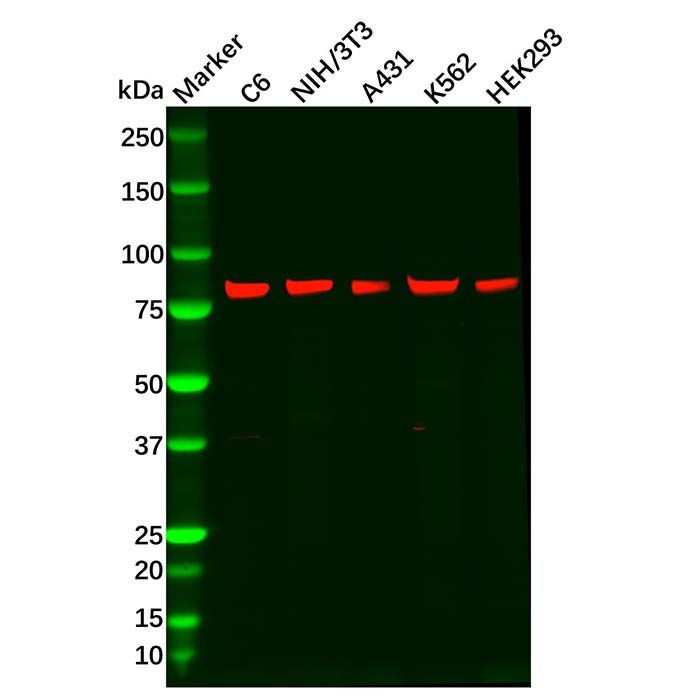 Recombinant RSK3 Antibody