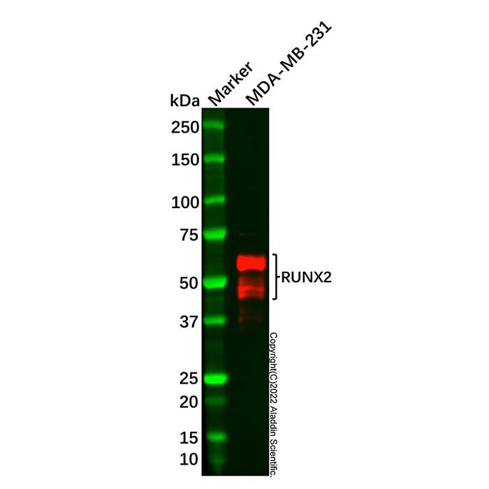 Recombinant RUNX2 Antibody