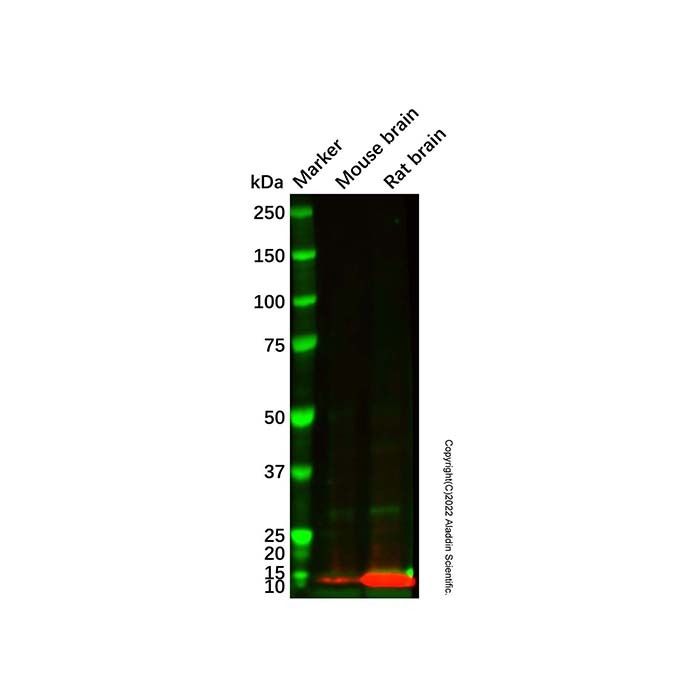 Recombinant S100 beta Antibody