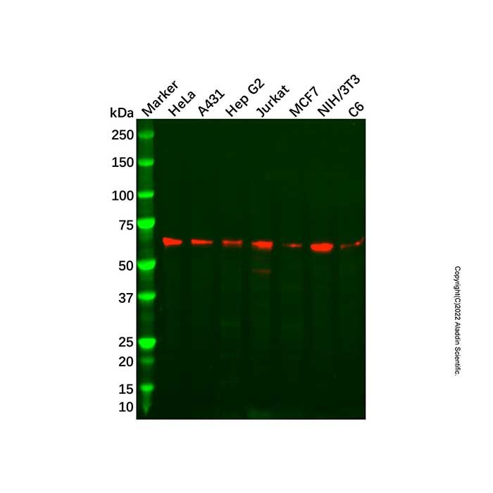 Recombinant SAM68 Antibody