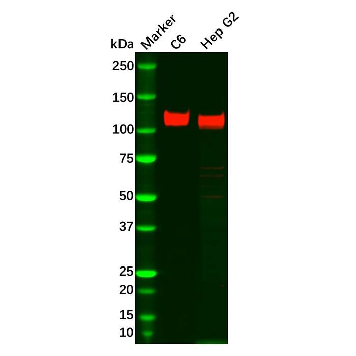 Recombinant SAP97 Antibody