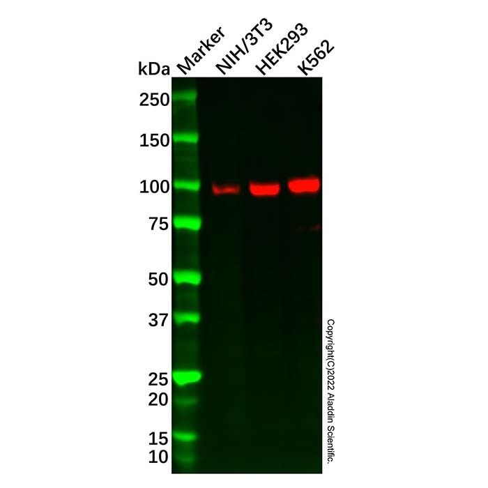 Recombinant SATB2 Antibody