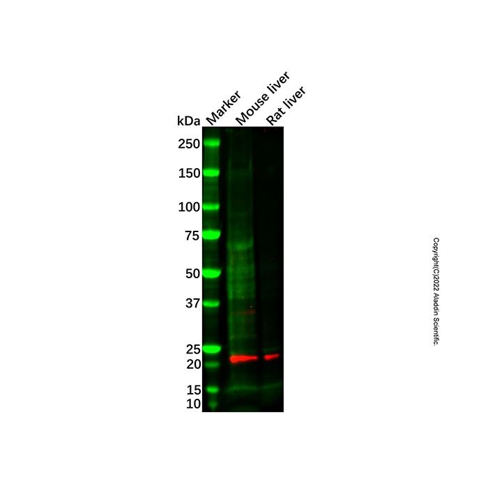 Scn2b Antibody