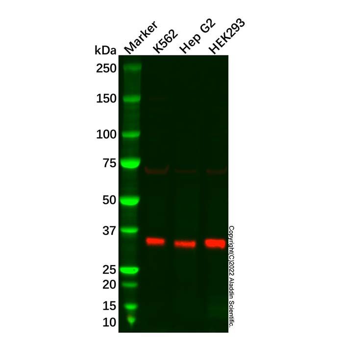 Scramblase 1 Antibody