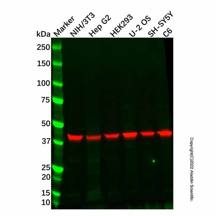 SCRN1 Antibody