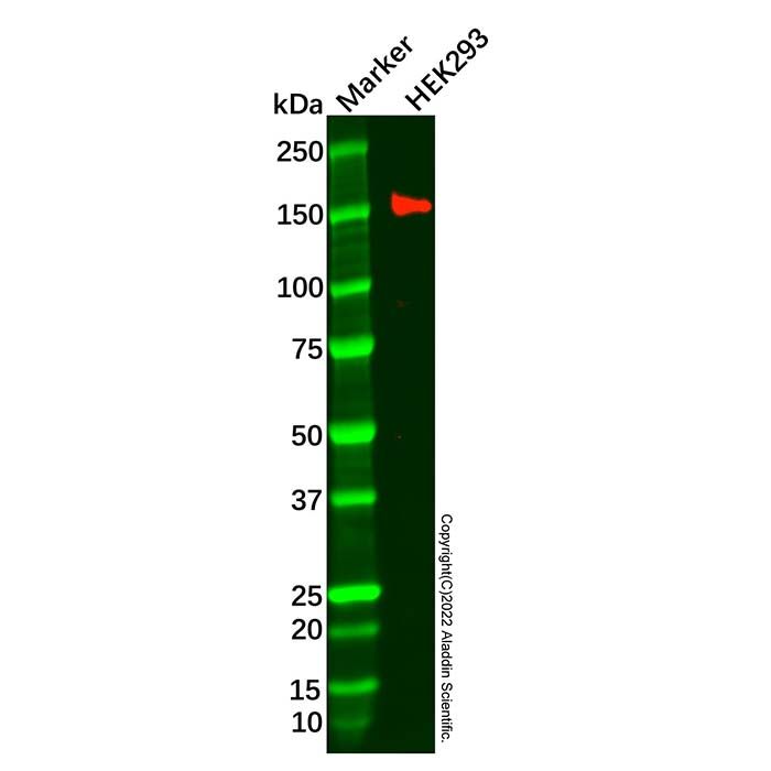 SEC24B Antibody