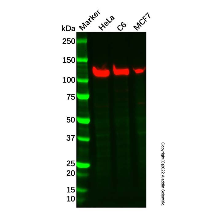 Recombinant SEC24D Antibody