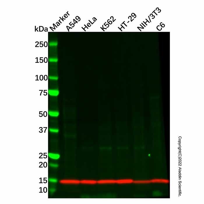 Recombinant Phospholipase A2 Antibody