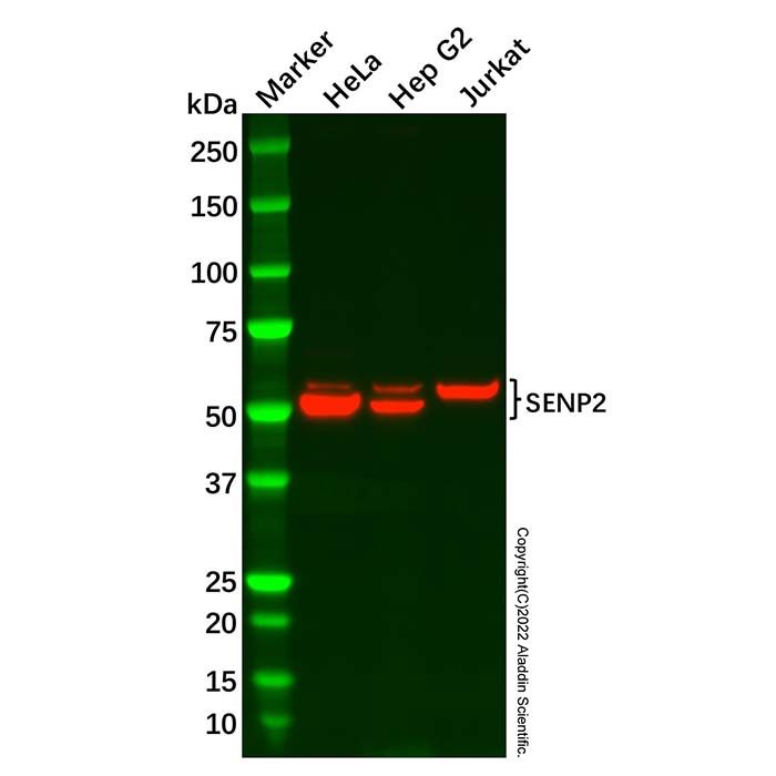 Recombinant SENP2 Antibody