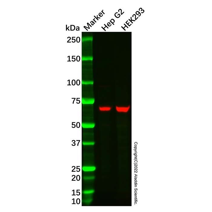 Recombinant Serotonin transporter Antibody