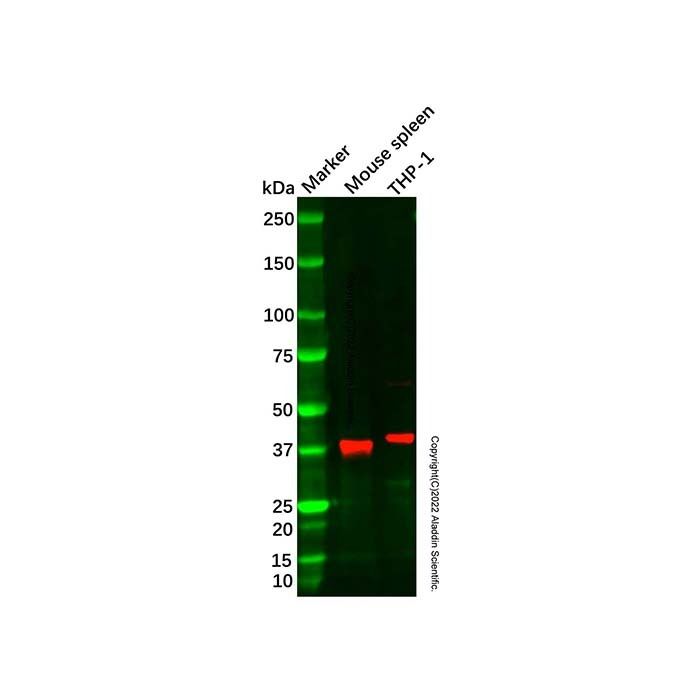SERPINB1/PI2 Antibody