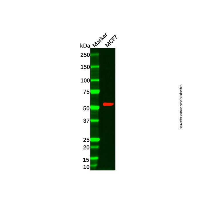Recombinant SESN2/Sestrin-2 Antibody