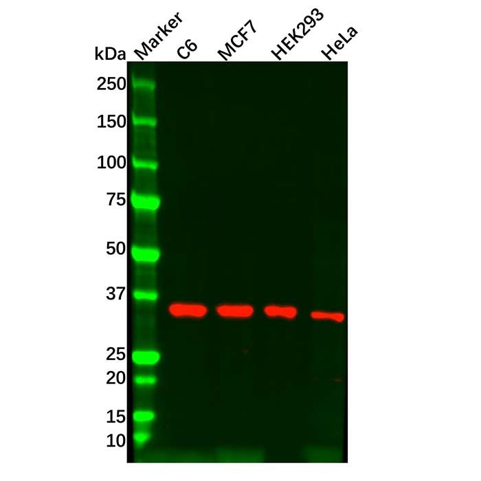 SFRP4 Mouse mAb