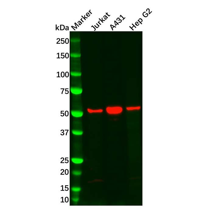 SGK1 Antibody