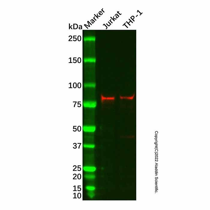 SH3KBP1 Antibody