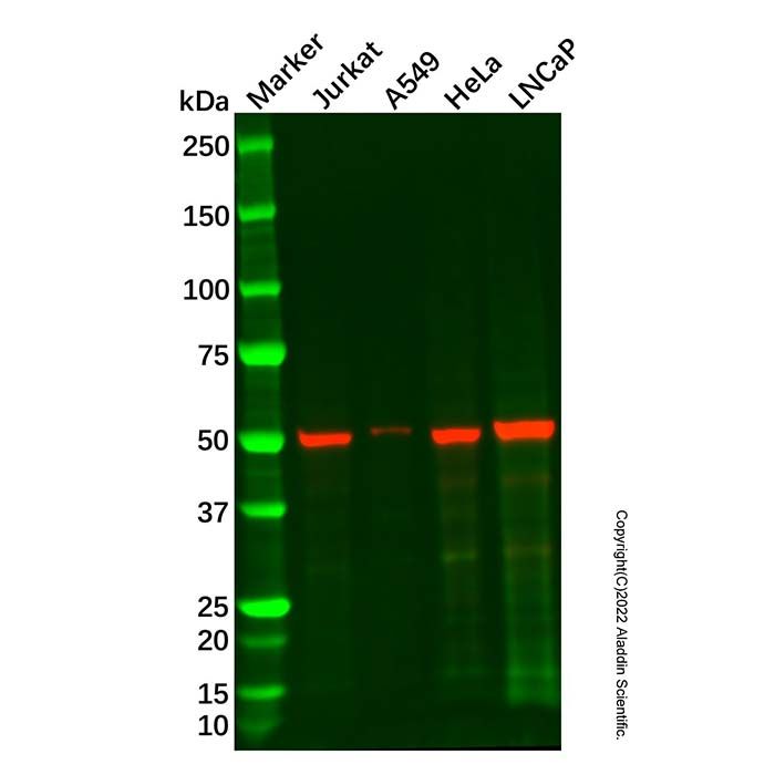 SHMT1 Mouse mAb