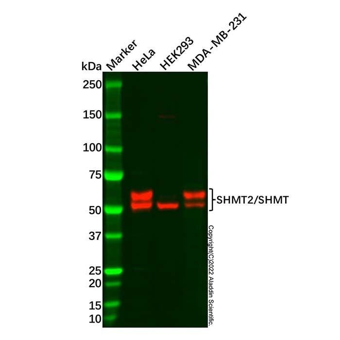 SHMT2/SHMT Antibody