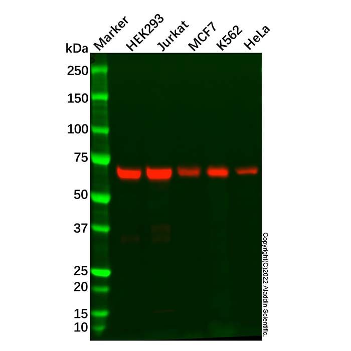 Recombinant SHP2 Antibody