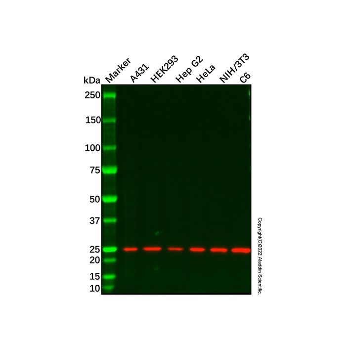 Sigma1-receptor Antibody