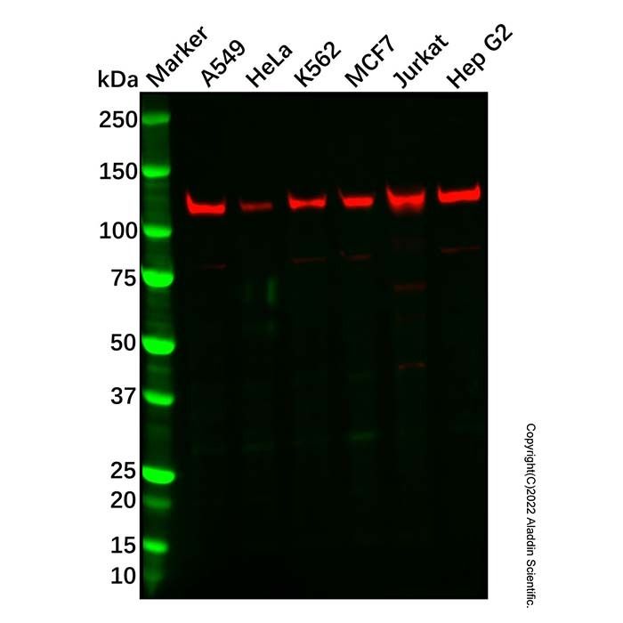 Recombinant SIRT1 Antibody