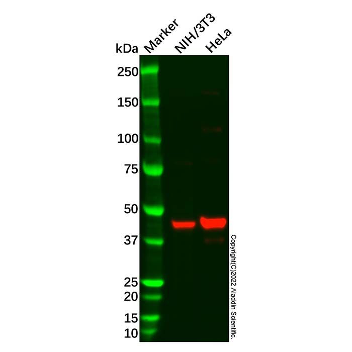 Recombinant SIRT2 Antibody